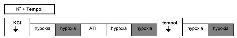 2. Skupina K + (5 zvířat) identický experimentální protokol, pouze po čtvrté hypoxii nebyl do perfuzátu přidán tempol. 3.
