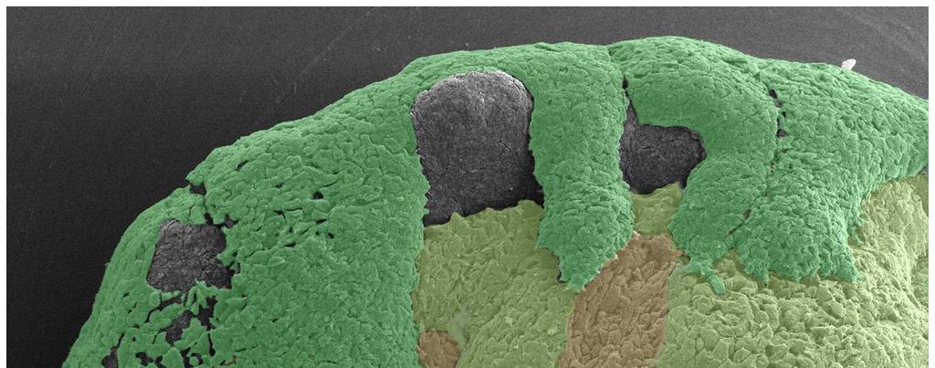 LÉKAŘSKÁ FAKULTA UK V PLZNI ÚSTAV HISTOLOGIE A