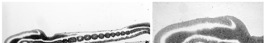 Histologické řezy embryi žraloka Scyliorhinus (ze sbírek University of Oxford; foto orig. J.
