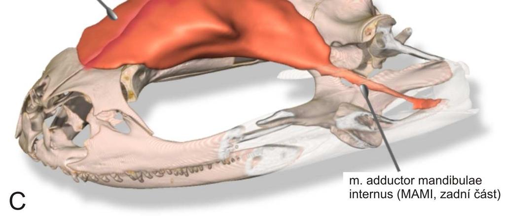 (anterolaterální a mírně dorzální pohled) (A), v levém laterálním pohledu (B) a ve vztahu k exokraniu (C).