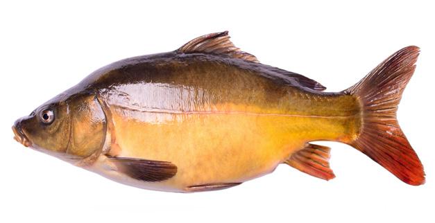 Black halibut 10-20 Chytací peleta s dírkou Extrémně stabilní ve vodě Vysoký obsah atraktantů a rozpustných rybích proteinů Vysoký obsah rybího oleje Obsahuje krevní moučku a betain 8.0 mm 14.0 a 20.