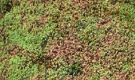 Jedná se o zapěstované rohože obsahující rostliny 5 8 druhů rodu Sedum (rozchodníky) o velikosti 1x1,2 m (1,2 m 2 ). Rohože jsou přepravovány na paletách v množství cca 55 65 ks.