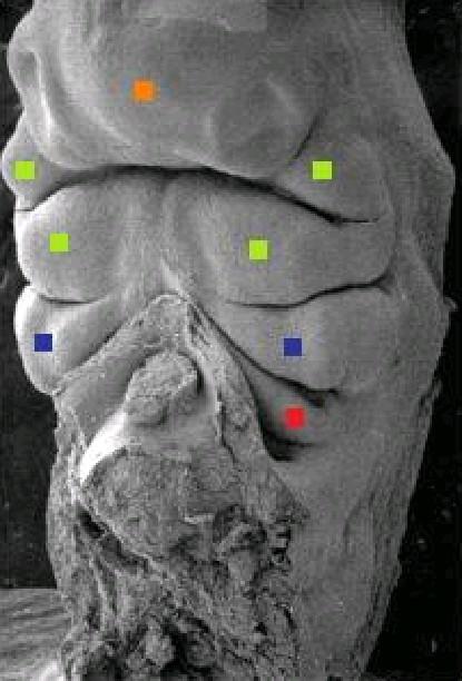 Obr. 2.3. Lidské embryo čtyři týdny staré. Barevně jsou označeny první tři žaberní oblouky. První označen zeleně, druhý modře, třetí červeně.