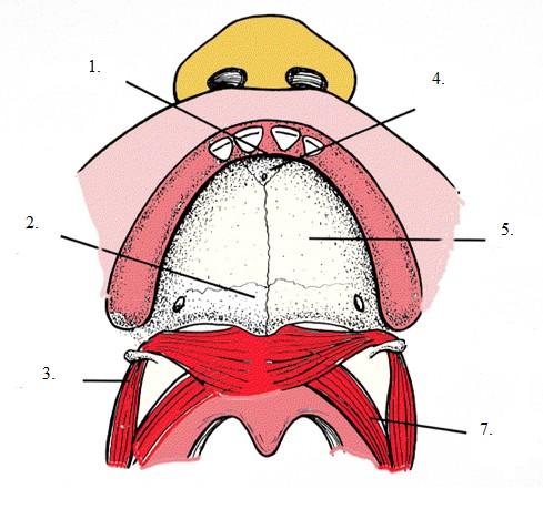 Obr. 2.6. Anatomie stavby patra zdravého jedince 1. Premaxilla, 2. Os palatinum, 3. M.tensor veli palatini, 4.Foramen incisivum, 5. Maxilla, 6. M. levator veli palatini (upraveno dle Patel et al.