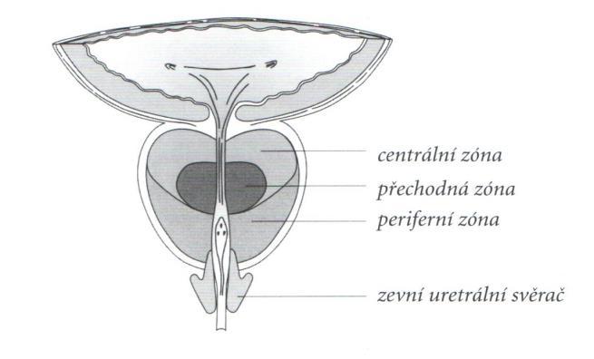 Periferní zóna je největší a tvoří u normální prostaty asi 65 % objemu. Nachází se posterolaterálně ve směru od apexu k bazi prostaty. Centrální zóna je druhou největší oblastí v prostatě.