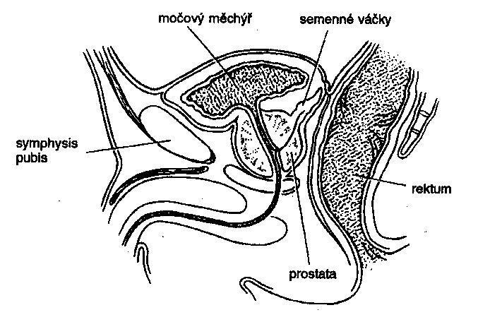 1 TEORETICKÁ ČÁST 1.1 Anatomie prostaty Předstojná ţláza (latinsky prostata) je ţlázový nepárový orgán a významná část muţského pohlavního systému.