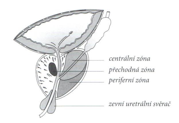 Prostatu tvoří 30-50 tuboalveolárních ţláz ústících do části močové trubice procházející prostatou. Ţlázy jsou vystlány jednořadým a víceřadým epitelem.
