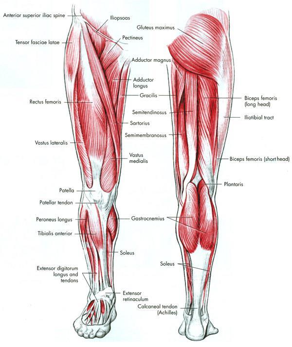 Obrázek 2 Svaly kolenního kloubu. 2.1.4 Burzy Zdroj: https://is.muni.cz/do/fsps/e-learning/kineziologie/auth/pages/kycle.html Obrázky pochází z knihy Manual of structural kinesiology / R.T.