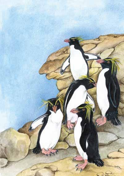 Tučňák skalní Tučňák skalní žije na jihu Jižní Ameriky a jedná se o tučňáka poměrně malého půlmetrového.