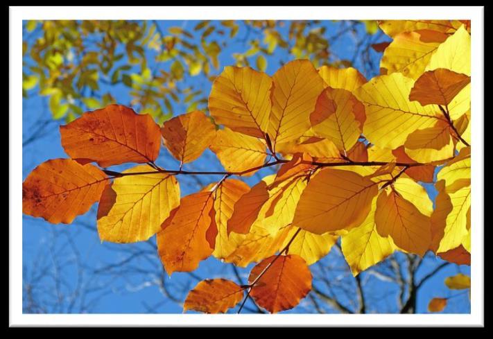 Jdeš na pohovor a bojíš se? Běž předtím k dubu, nebo si vezmi Bachovu květovou esenci dub (=Oak). BUK je matkou lesa, má podobné vlastnosti jako dub, je však více ženský.