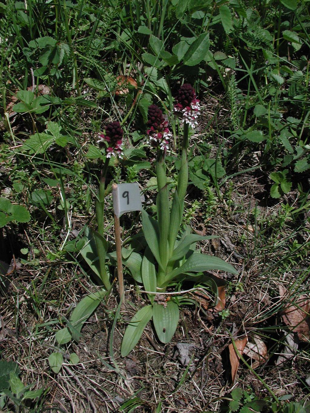 Obr. 9.