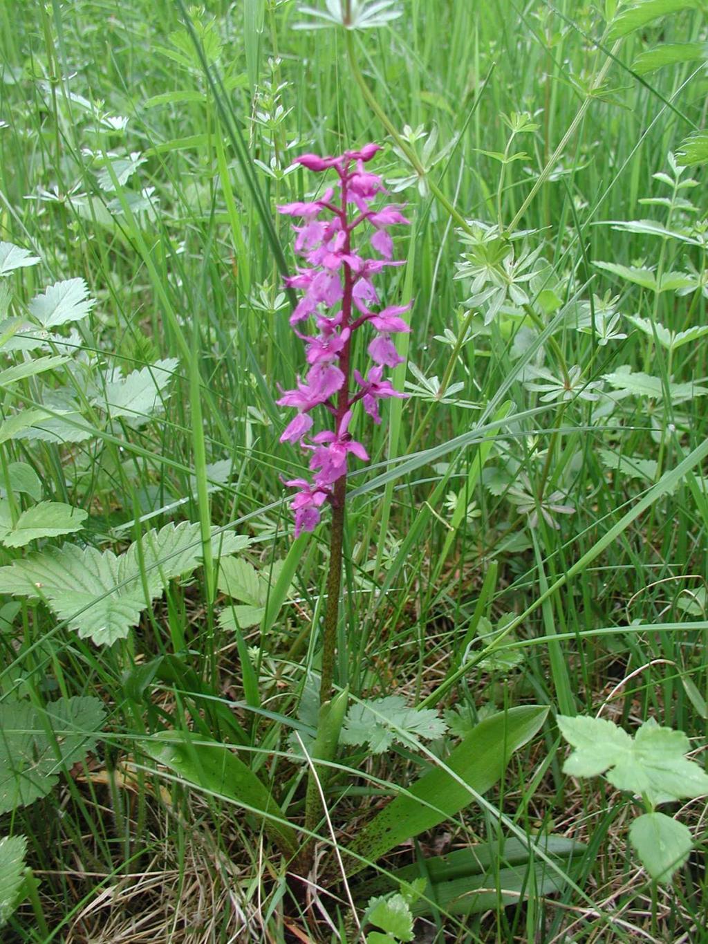 Obr. 9.