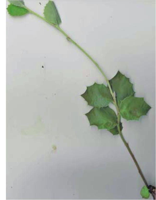 gonapodyides (uprostřed) a P.