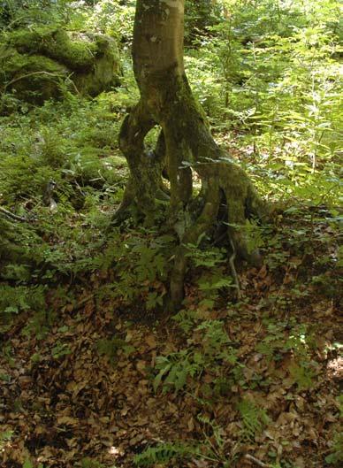 půdních horizontů, dekompozice vyvrácených kmenů, vývoj