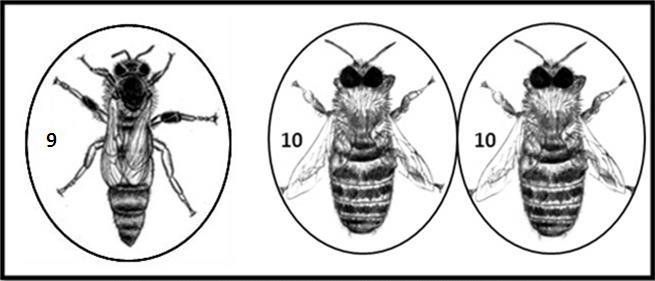 1 oplozené vajíčko, 2 neoplozené vajíčko, 3 mateří kašička, 4 páření, 5 trubec, 6 matka, 7 dělnice, 8 haploidní (mající poloviční počet chromozómů) 5 bodů c) Rozmnožování dělnic v úle je blokováno