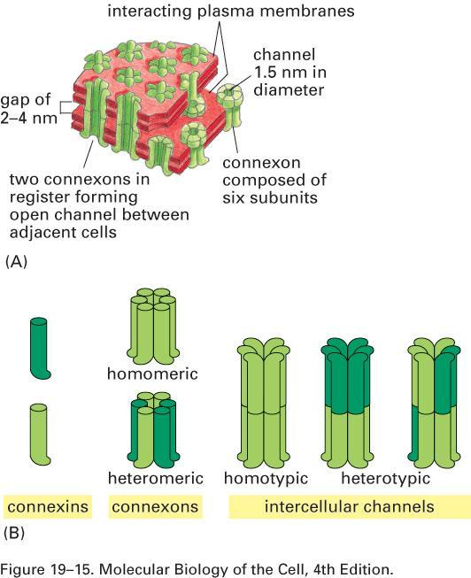 Organizace gap junctions Konexony mohou být tvořeny stejnými (homomerické) či různými (heteromerické) typy konexinů.
