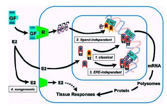 Stimulace estrogenního receptoru GF růstový faktor, E2 estradiol, R-E2