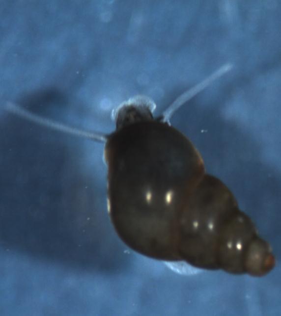 Potamopyrgus antipodarum píse ník novozélandský - partenogenetický vejco- ivorodý p edo ábrý pl - ije na pís itých