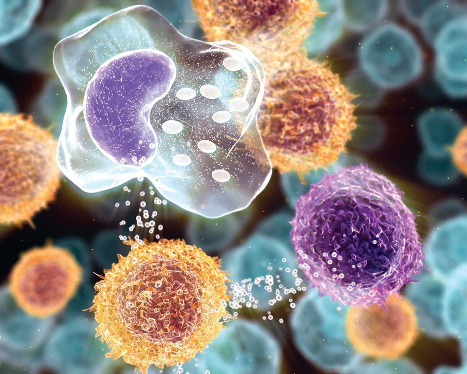 Intracelulární detekce cytokinů. http://www.biosite.