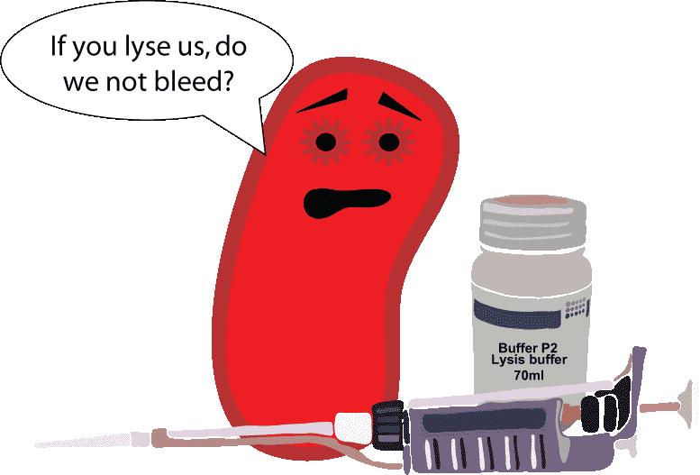 PROTOKOL Lyzace erytrocytů RBC Lysis Buffer Permeabilizace permeabilizační pufr http://parts.mit.edu/igem07/index.