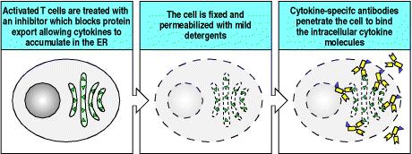Jak detekovat intracelulární cytokiny Immunobiology, Janeway, 2004 TAKE-HOME MESSAGE Problém buňky uvolňují cytokiny do okolí = ztrácíme informaci o tom,