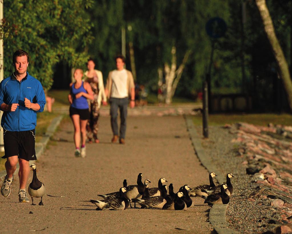 Které ptačí druhy se urbanizují? Ty co jsou zrovna po ruce. Berneška bělolící (Branta leucopsis) je u nás vzácným a plachým zatoulancem.