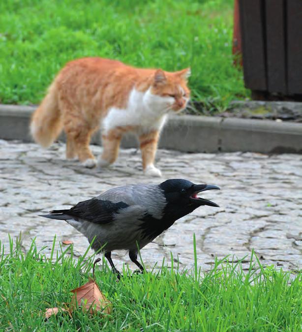 Predátorský paradox: mnoho predátorů, jako třeba strak obecných a vran šedých, překvapivě neznamená pěnkaví smrt.