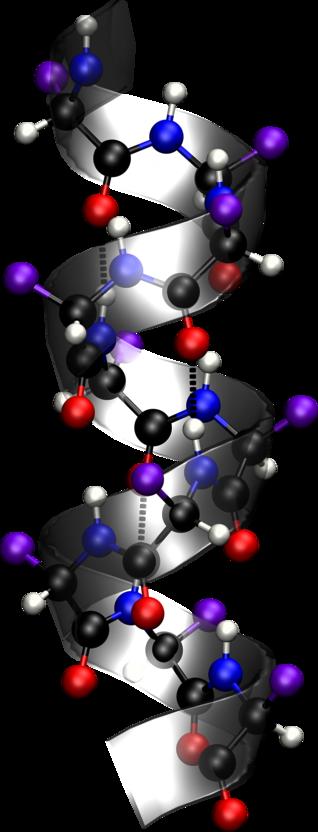 (a) α-helix (b) anti-parallel β-sheet (c) parallel β-sheet Figure 1.7: Secondary structure The protein structure can be visualized in different ways.