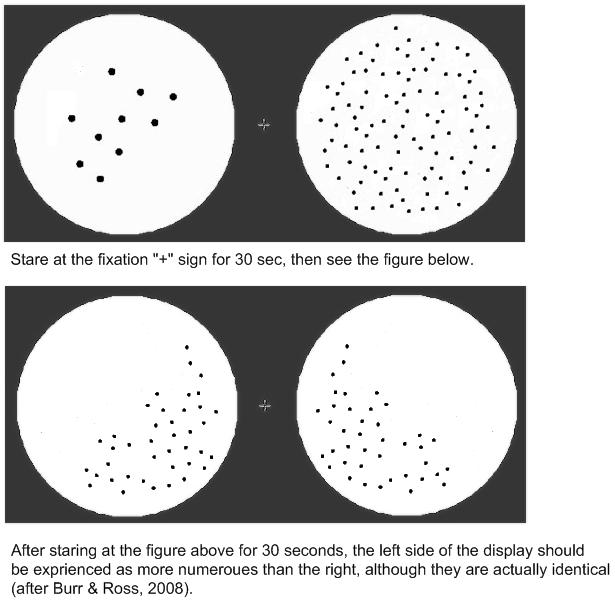 28 Hynek Cígler OBR. 3 Příklad efektu adaptace na množství. Převzato z https://commons.wikimedia.org/wiki/file:numerosityadaptation.png; podle Burr a Ross (2008).