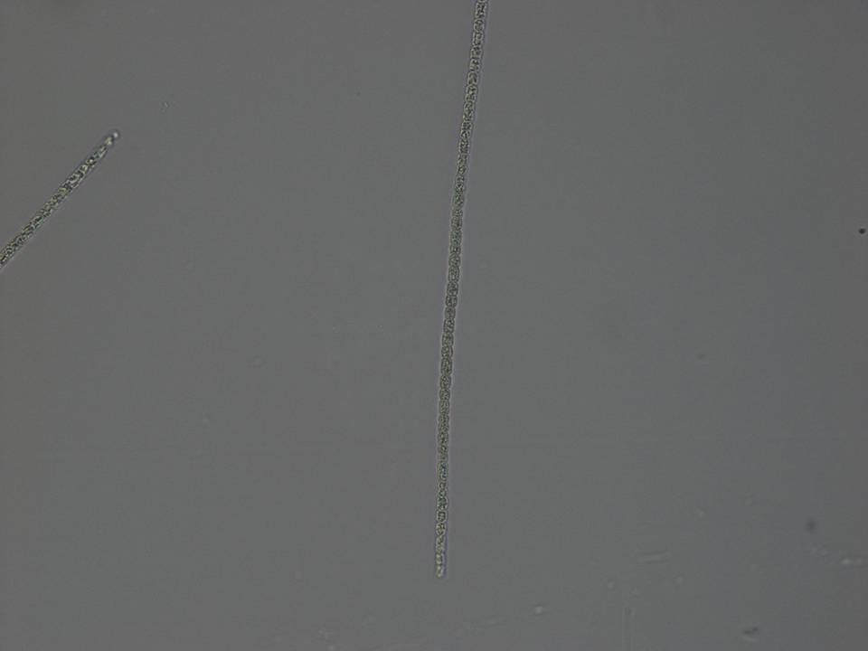 Planktothrix agardhii