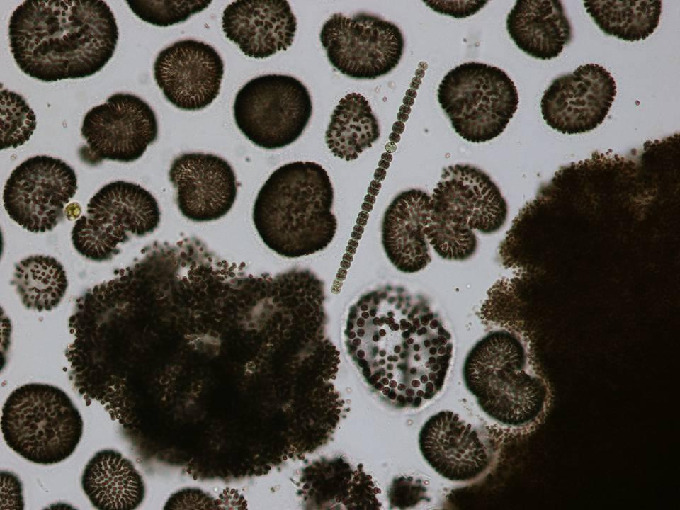 Woronichinia naegeliana