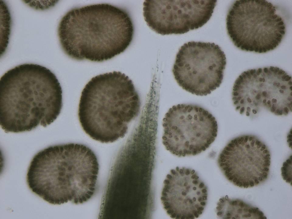 Woronichinia naegeliana