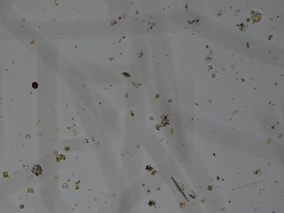 Planktothrix