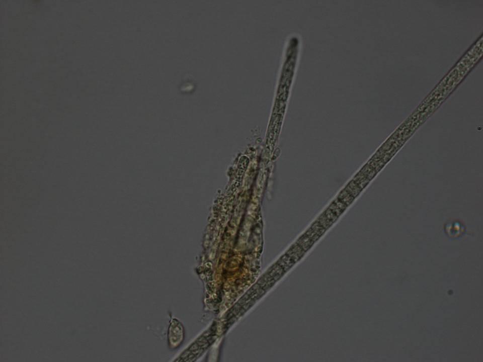 Planktothrix