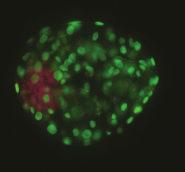 Marie Machatková CSc Humpolec, duben 2019 Současné reprodukční biotechnologie (RB) Využití metody MOET v Evropě Získávání embryí pomocí programu MOET(multiple ovulation and embryo transfer) Ovum pick