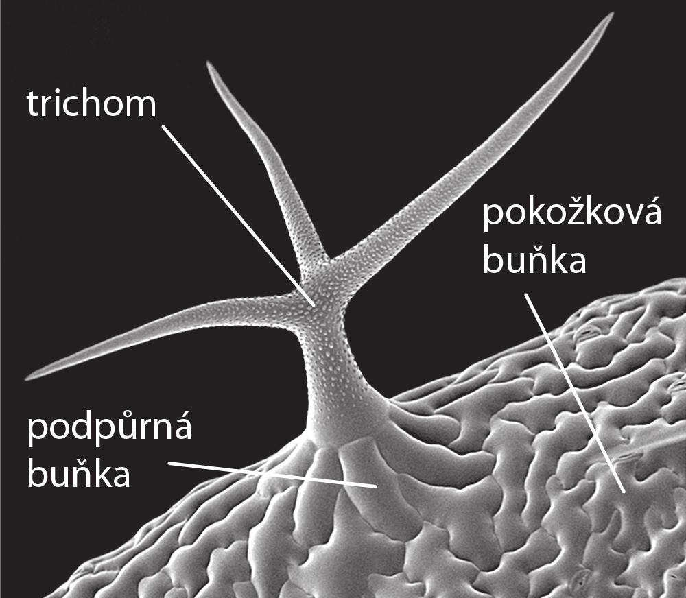 a nárůstu velikosti. Buňka v této první fázi roste radiálně (izodiametricky) a expanduje do svého okolí, ale zatím nevyčnívá nad rovinu listu.