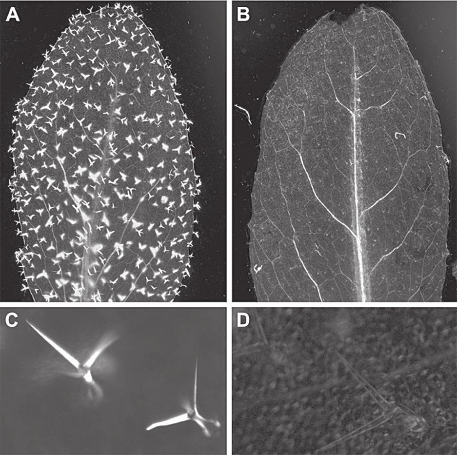 esterifikace pektinů (Bischoff et al., 2010).