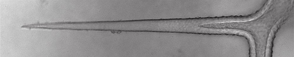 při 20 C a poté 10 min centrifugována. Sediment byl rozpuštěn ve 30 μl TE pufru. Takto získaná DNA byla elektroporována do bakterií a následně z nich byla izolována.