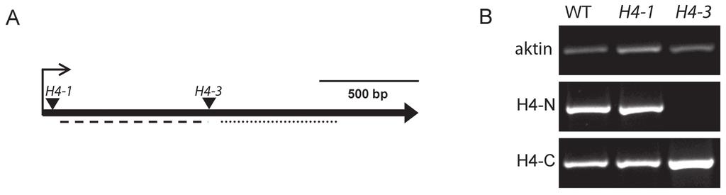 VÝSLEDKY ANALÝZA INZERČNÍCH MUTANTŮ ARABIDOPSIS V LOKUSU EXO70H4 POMOCÍ RT-PCR Z databáze inzerčních mutantů SALK byly použity dvě alely s T-DNA inzercí v kódující sekvenci EXO70H4 (AT3G09520).
