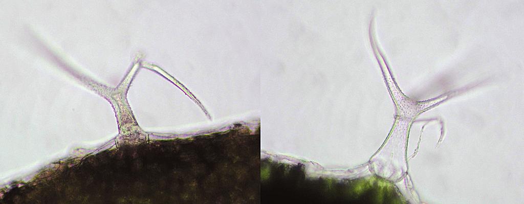 POPIS ROSTLIN ARABIDOPSIS S MUTACÍ V LOKUSU EXO70H4 Mutace se fenotypicky projevuje pouze u recesivních homozygotů, heterozygotní rostliny nevykazují žádné fenotypové odchylky od WT.
