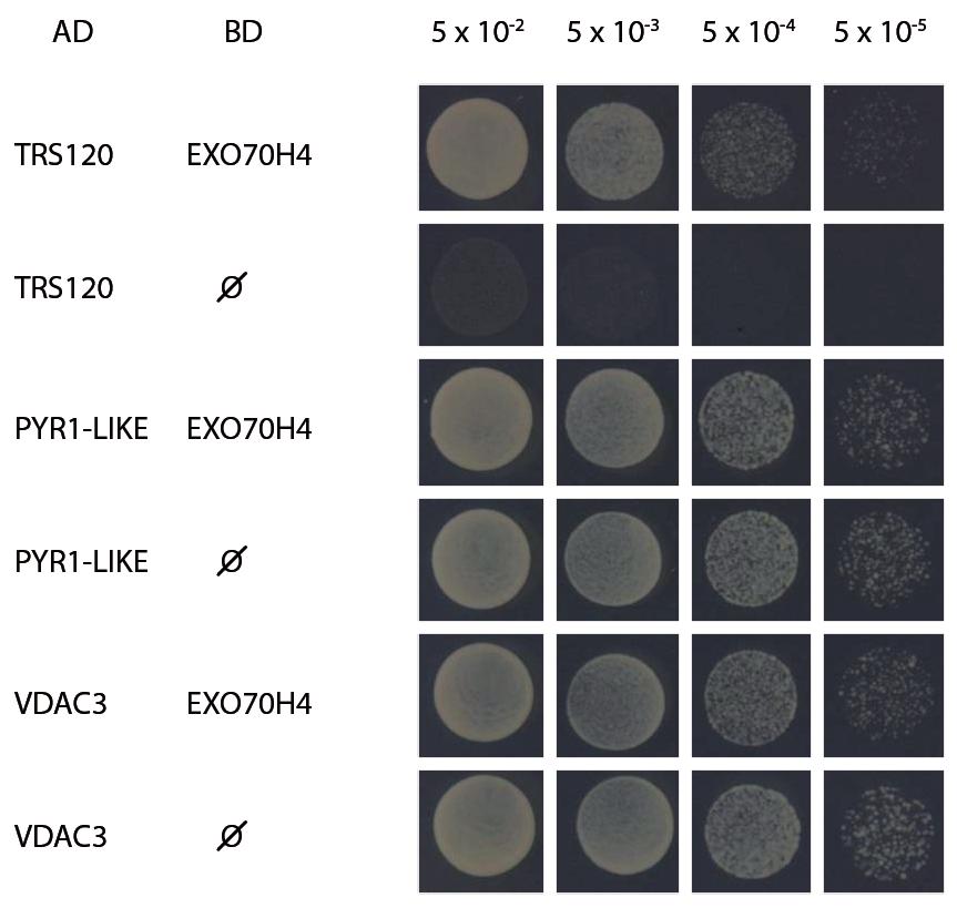 Pro ověření interakce mezi EXO70H4 a těmito třemi potenciálními interaktory byl zopakován dvouhybridní test.