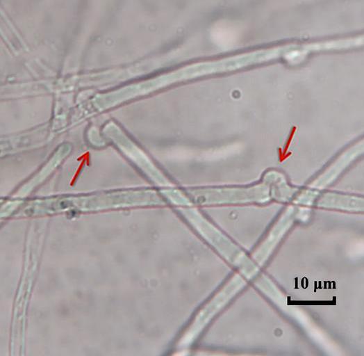 Při analýze DNA jedinců druhu O. griseum, kteří byli v předchozích studiích (včetně Couture et al., 1983) označeni za ErM, objevili, že se ve skutečnosti jedná o kmeny druhu O.