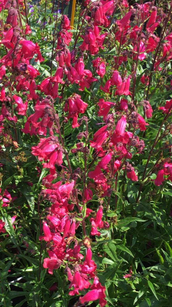 SUPERSTAR Penstemon hartwegii Nový Penstemon interspecific s červeno-fialovými květy, které kvetou po celé léto Středně velký kultivar s jasně zelenými