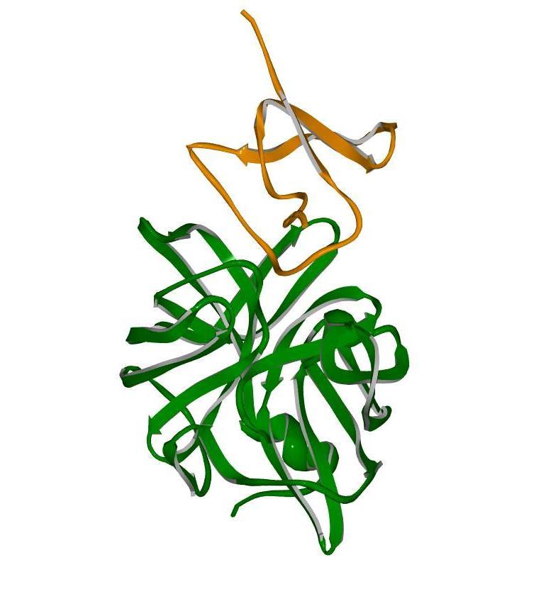 trypsinovým inhibitorem (oranžová) (PDB 1TPA).