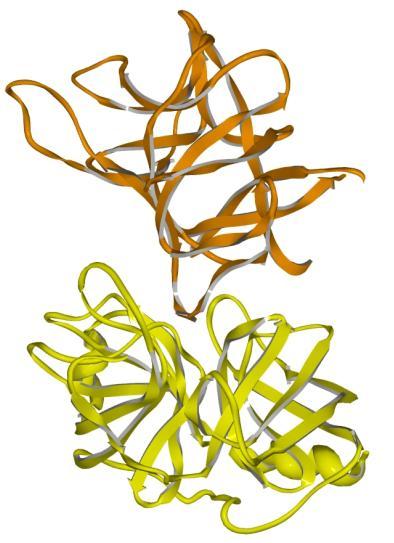 medicinalis (oranžová) (PDB 4HTC).