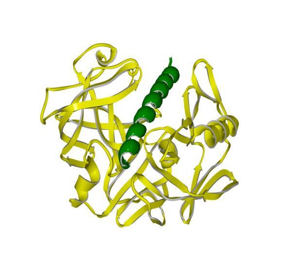peptidasami.