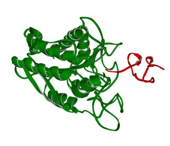 A/ B/ Obrázek č. 1.5: Krystalové struktury komplexů inhibitorů s jejich cílovými metalopeptidasami. A/ Komplex lidské metalopeptidasy 2 (modrá) s endogenním inhibitorem TIMP 2 (červená) (PDB 1GXD).