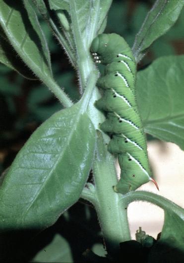 Divoký tabák N. attenuata (obrázek 3.1) patří do čeledi lilkovitých (Solanaceae), pochází z pouštní oblasti jihozápadní části Severní Ameriky. Genotypy z různých geografických lokalit (např.