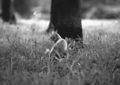 Užitečné funkce pro nahrávání videoklipů a fotografií Funkce zoom Pomocí páčky funkce zoom můžete obrazy zvětšit až na 25násobek původní velikosti. Obrazy lze zvětšit také pomocí / na obrazovce LCD.