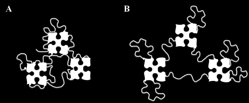 Figure 3.1: Schematic structure of HPMA-based polymer-avidin conjugate. A) Branched Structure.